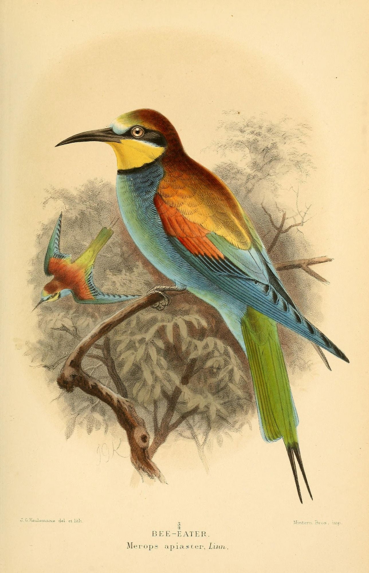 Birds of the British Islands 1885 Bee-Eater Canvas Art - John G Keulemans (18 x 24)
