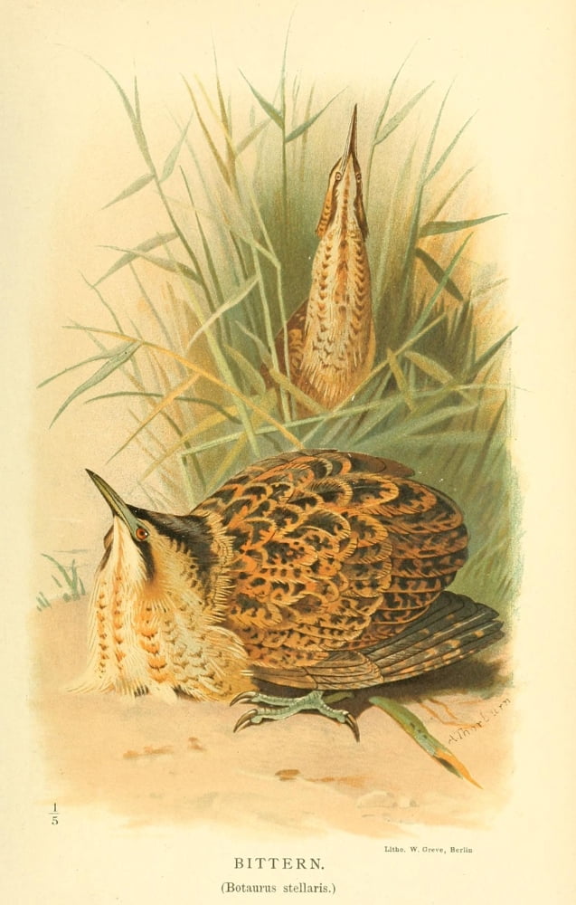Birds of the British Islands 1885 Bittern Canvas Art - Archibald Thorburn (24 x 36)
