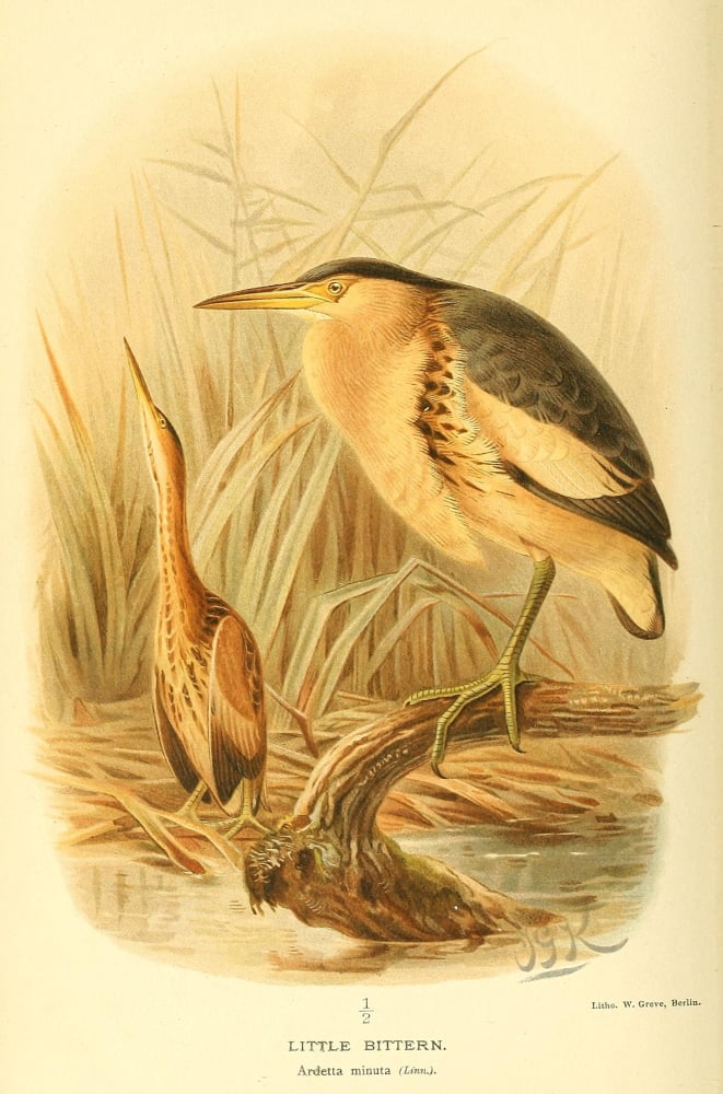 Birds of the British Islands 1885 Bittern Little Canvas Art - John G Keulemans (18 x 24)
