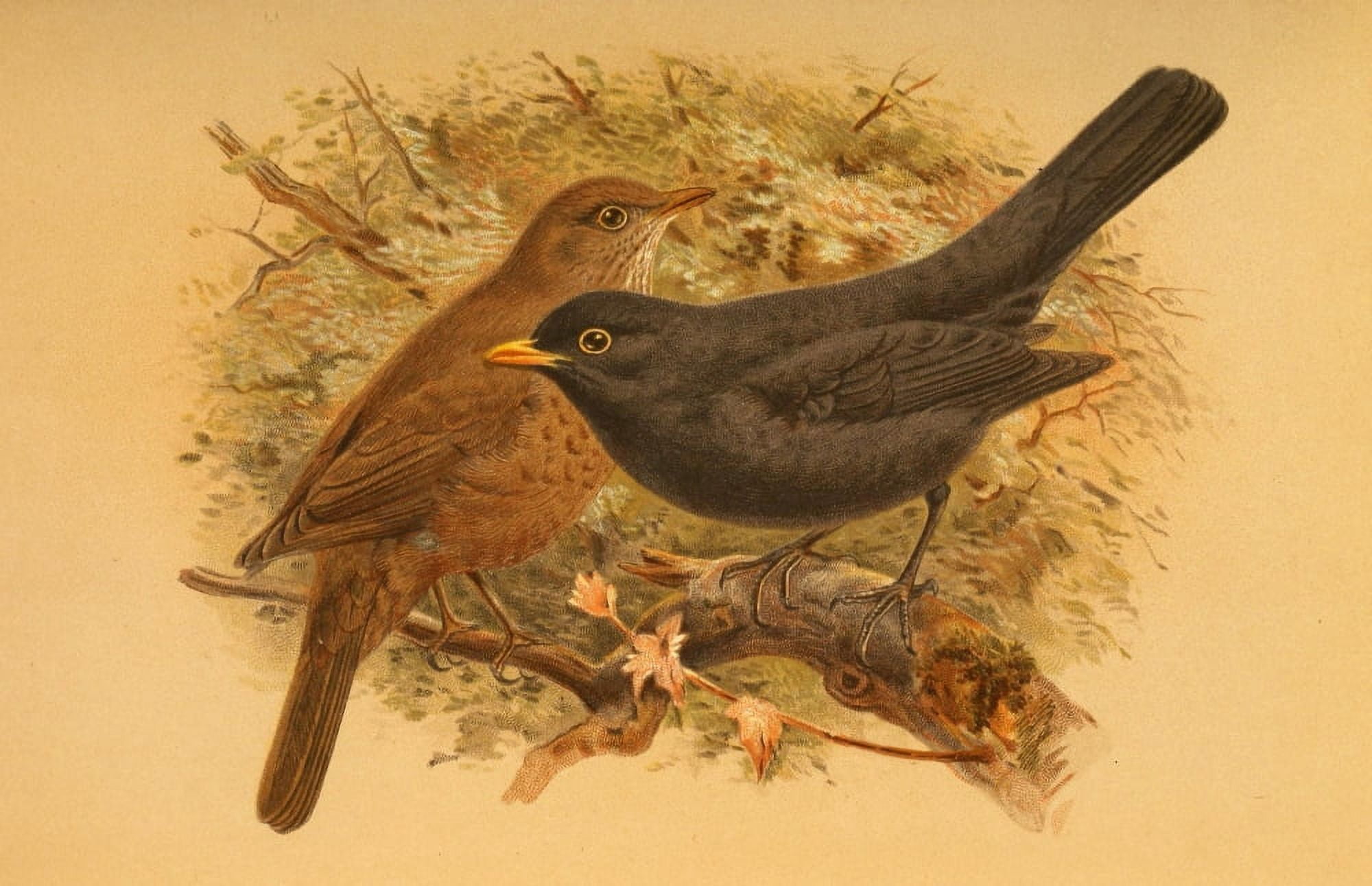 Birds of the British Islands 1885 Blackbird Canvas Art - John G Keulemans (24 x 36)