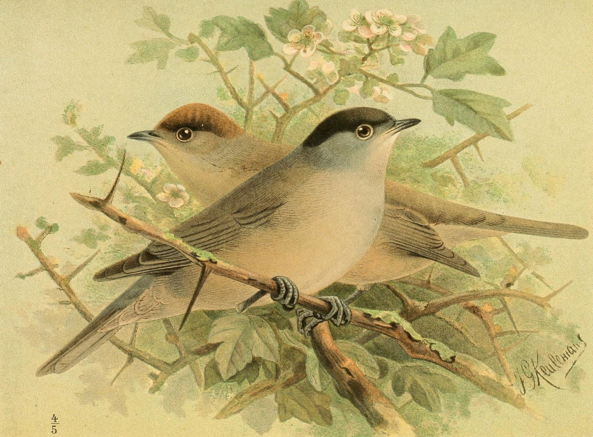 Birds of the British Islands 1885 Blackcap Canvas Art - John G Keulemans (18 x 24)