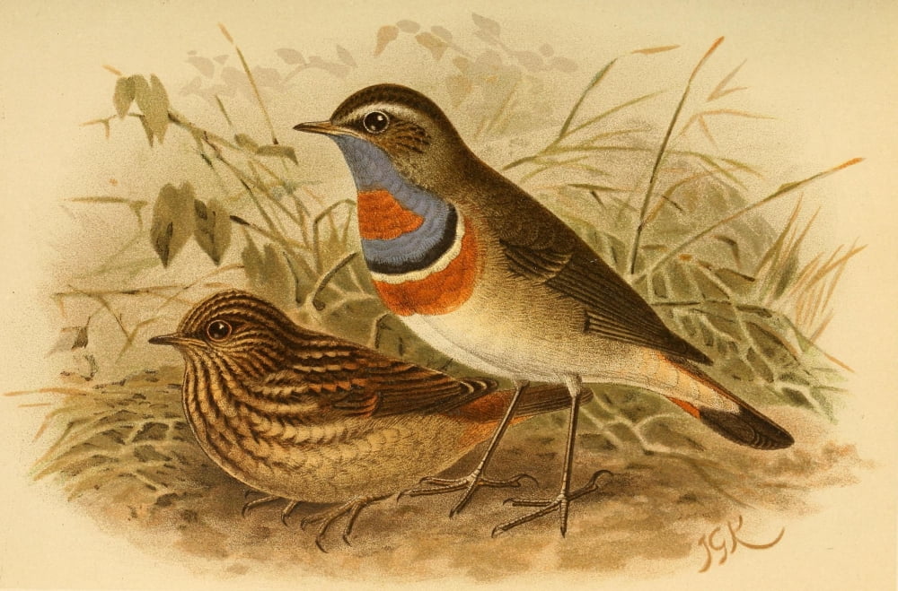 Birds of the British Islands 1885 Blue-throat Arctic Canvas Art - John G Keulemans (24 x 36)