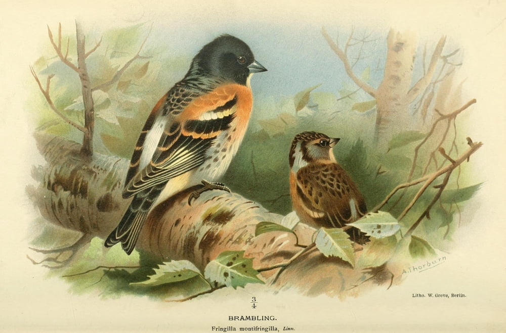 Birds of the British Islands 1885 Brambling Canvas Art - Archibald Thorburn (24 x 36)