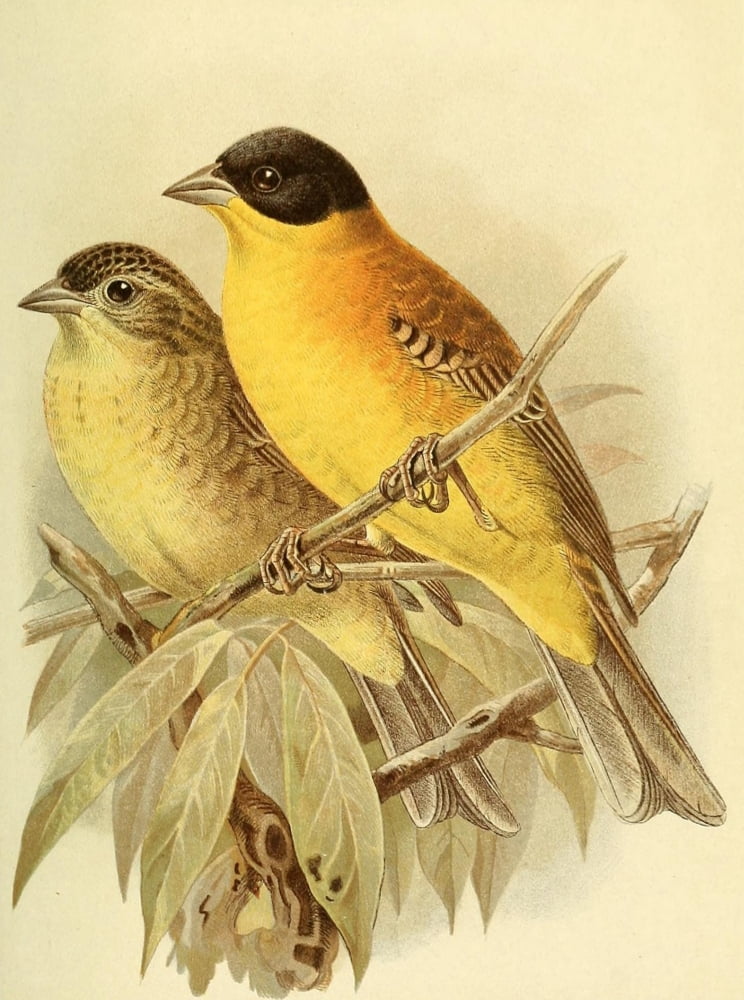 Birds of the British Islands 1885 Bunting Black-headed Canvas Art - John G Keulemans (24 x 36)