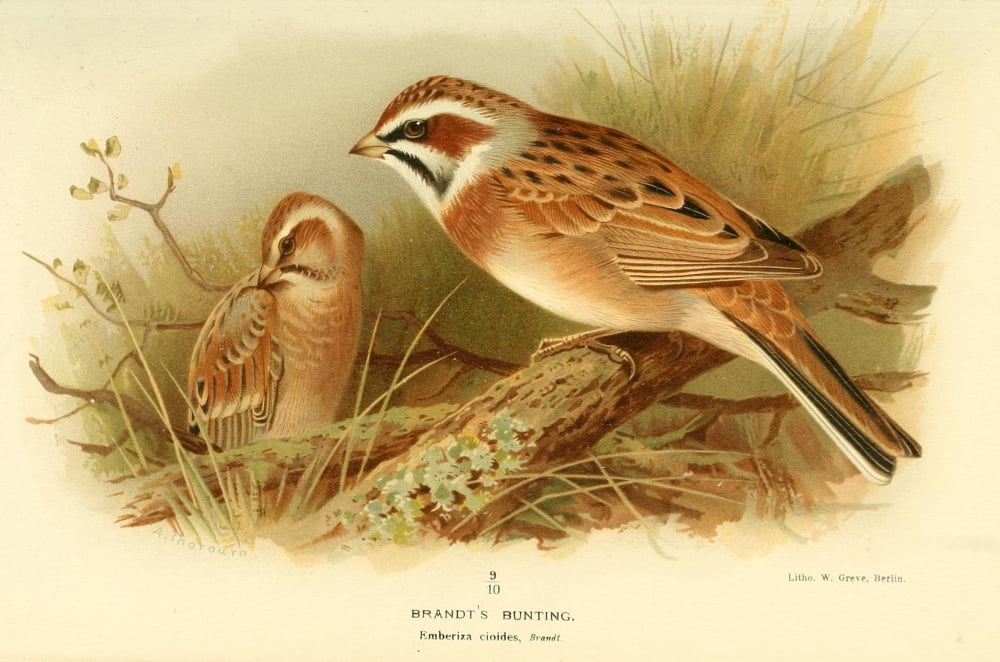 Birds of the British Islands 1885 Bunting Brandts Canvas Art - Archibald Thorburn (24 x 36)