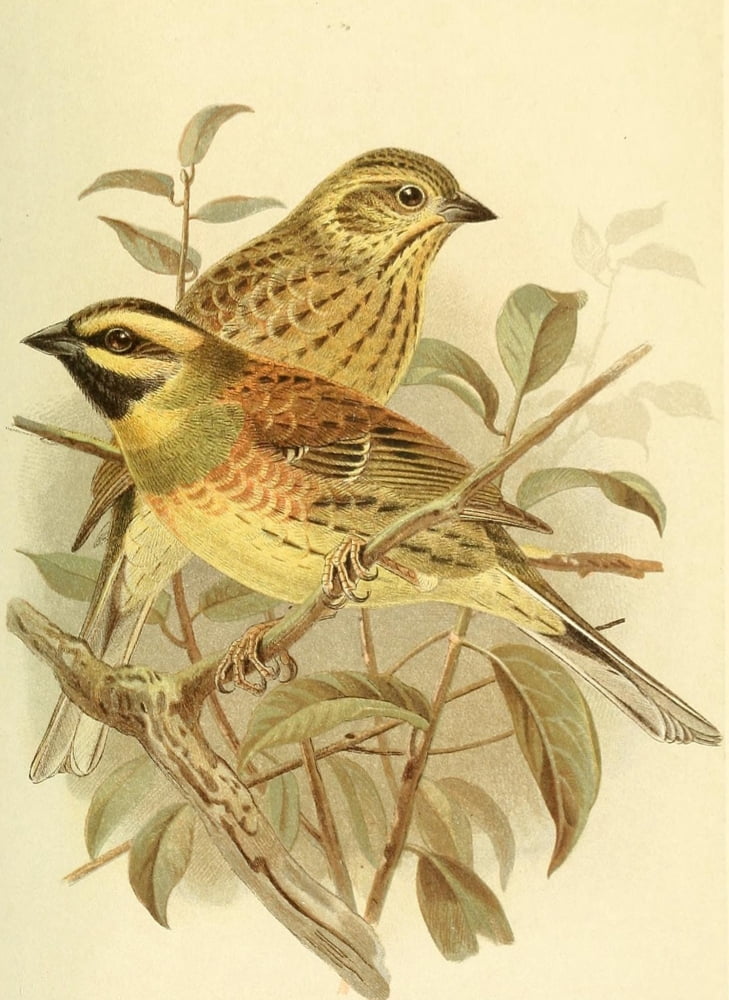 Birds of the British Islands 1885 Bunting Cirl Canvas Art - John G Keulemans (18 x 24)