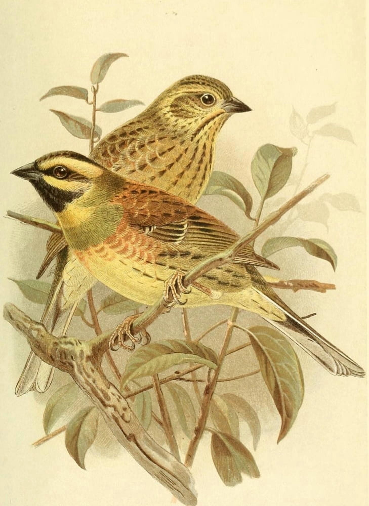 Birds of the British Islands 1885 Bunting Cirl Canvas Art - John G Keulemans (24 x 36)