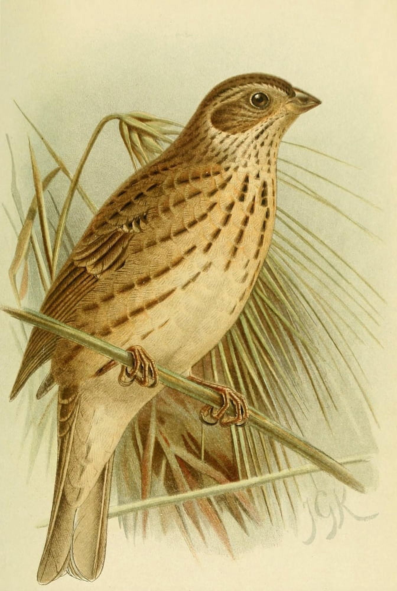 Birds of the British Islands 1885 Bunting Corn Canvas Art - John G Keulemans (18 x 24)