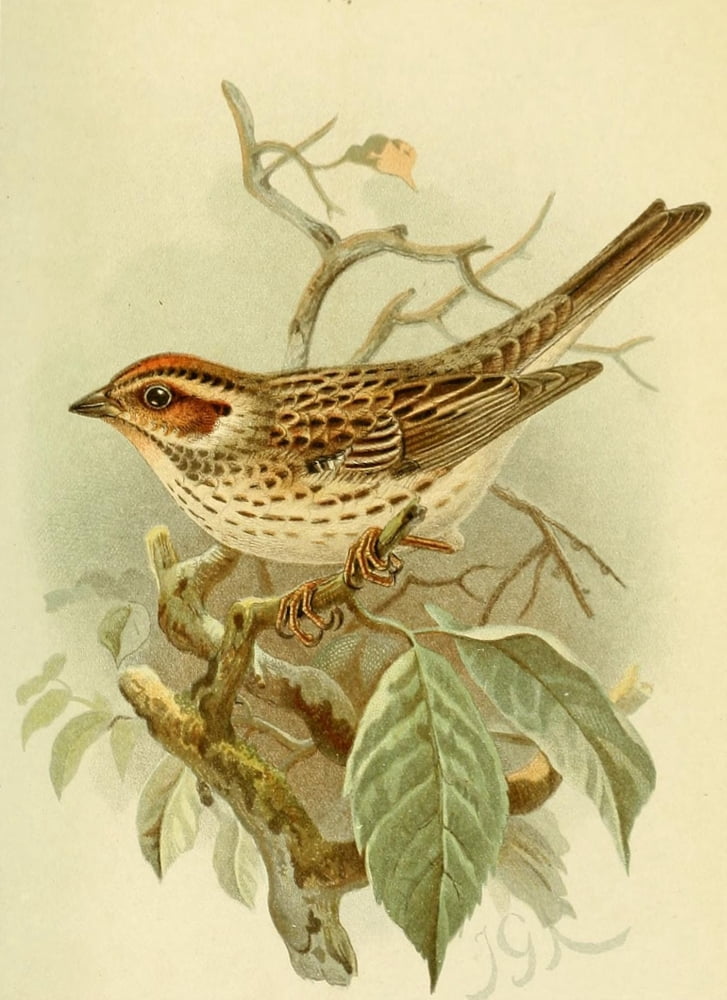 Birds of the British Islands 1885 Bunting Little Canvas Art - John G Keulemans (18 x 24)