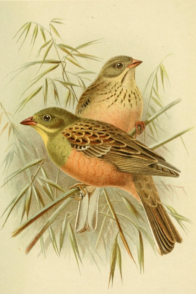 Birds of the British Islands 1885 Bunting Ortolan Canvas Art - John G Keulemans (24 x 36)