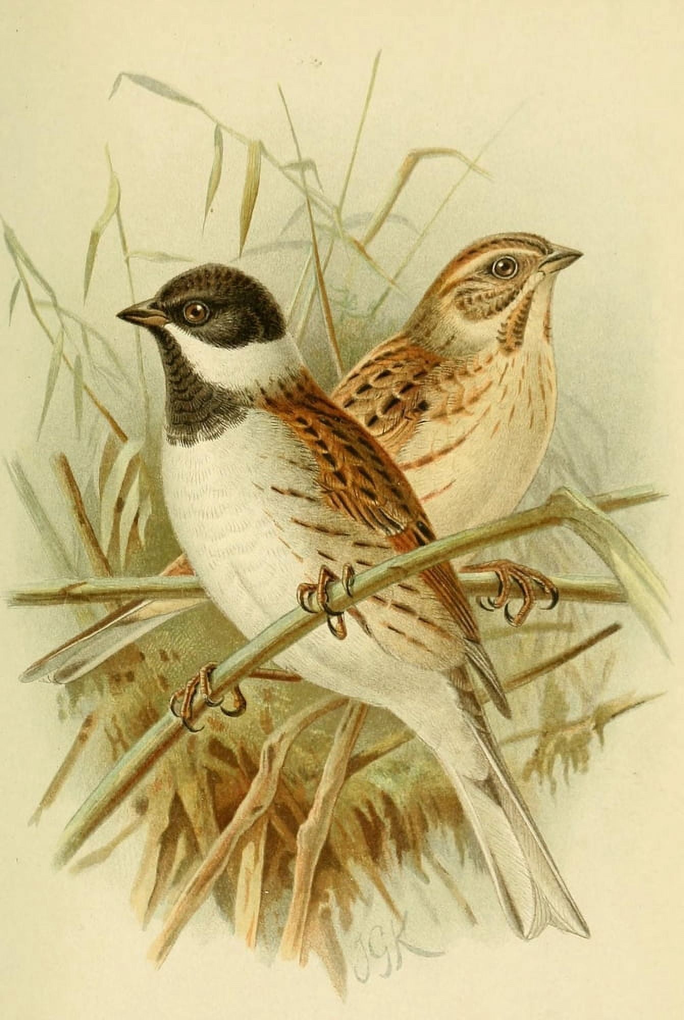 Birds of the British Islands 1885 Bunting Reed Canvas Art - John G Keulemans (24 x 36)