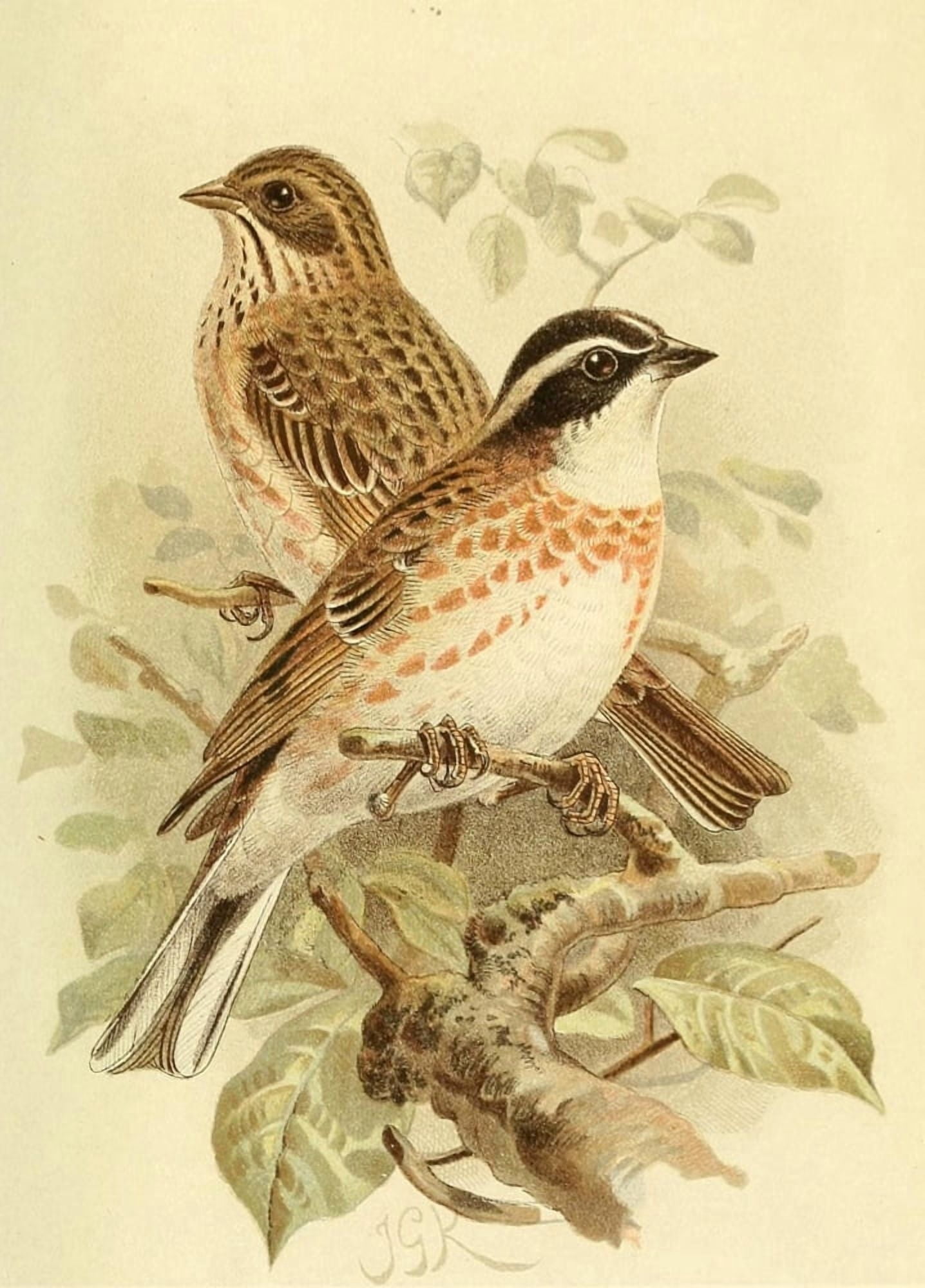 Birds of the British Islands 1885 Bunting Rustic Canvas Art - John G Keulemans (24 x 36)