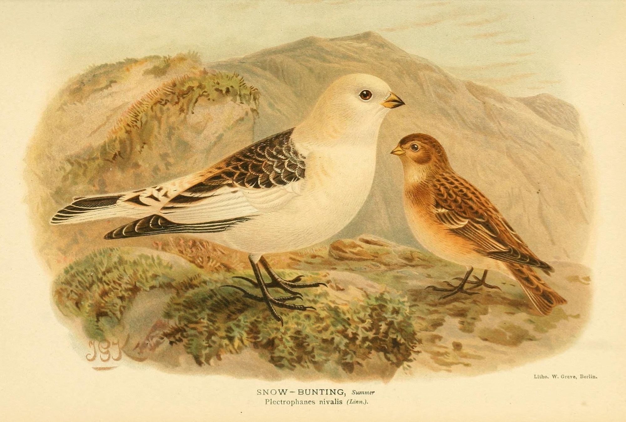 Birds of the British Islands 1885 Bunting Snow Canvas Art - John G Keulemans (24 x 36)