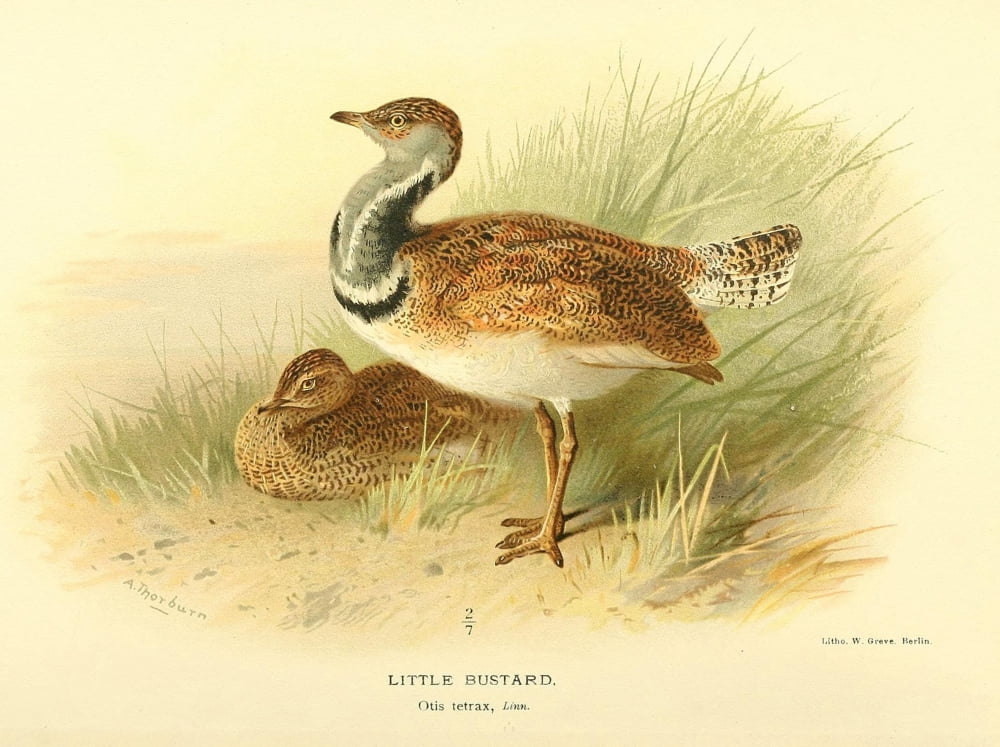 Birds of the British Islands 1885 Bustard Little Canvas Art - Archibald Thorburn (18 x 24)