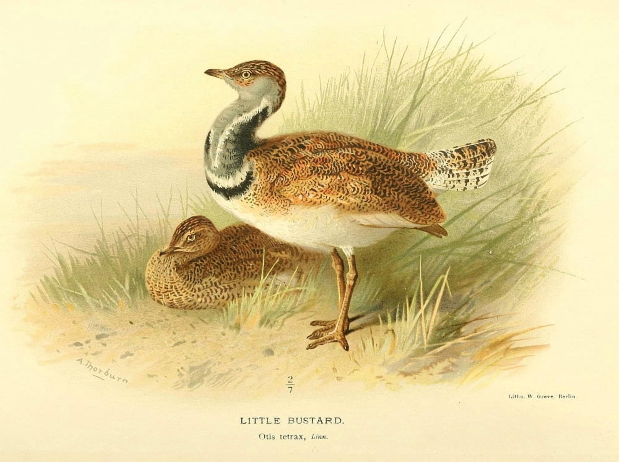 Birds of the British Islands 1885 Bustard Little Canvas Art - Archibald Thorburn (24 x 36)