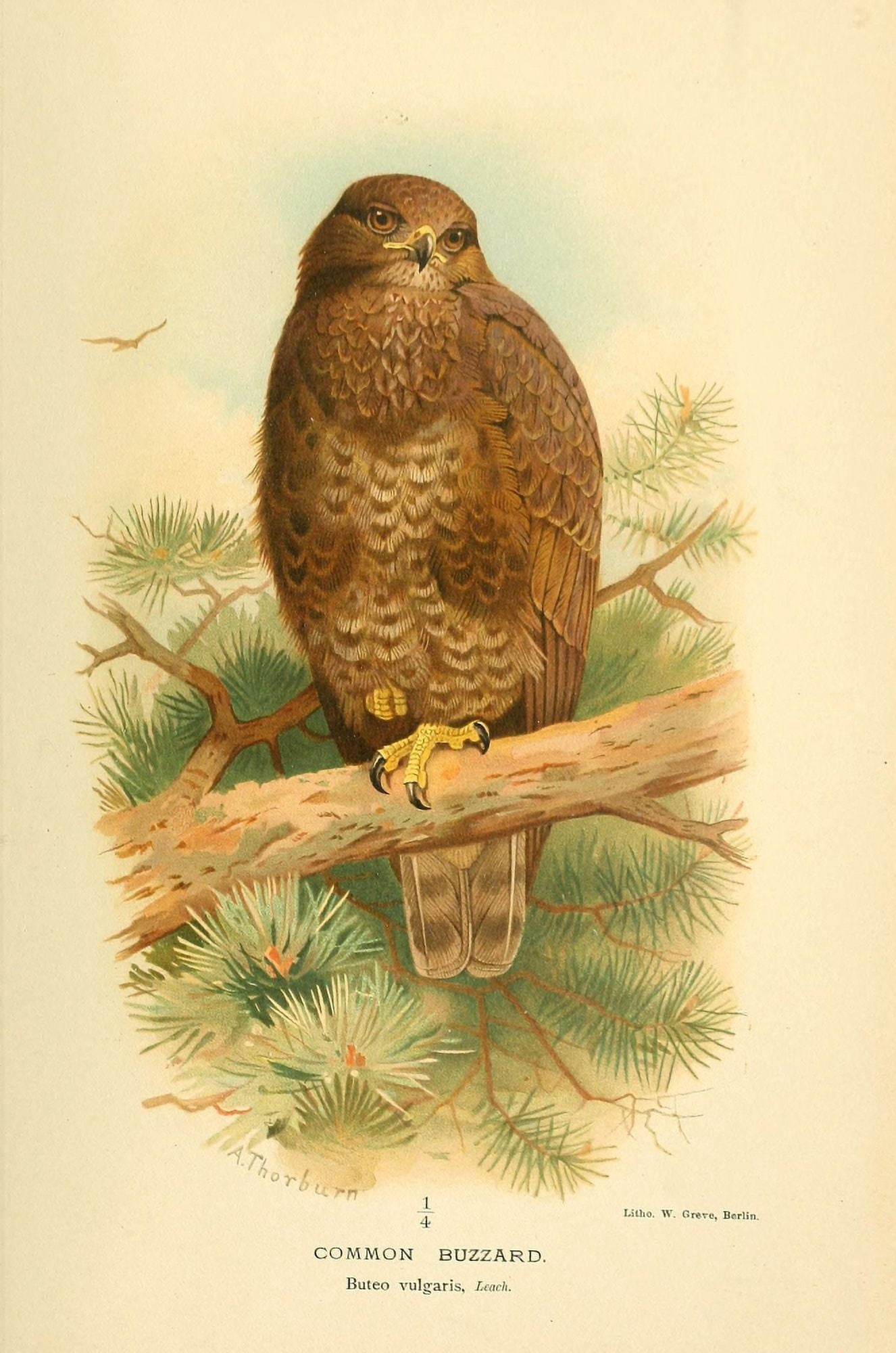 Birds of the British Islands 1885 Buzzard Common Canvas Art - Archibald Thorburn (24 x 36)