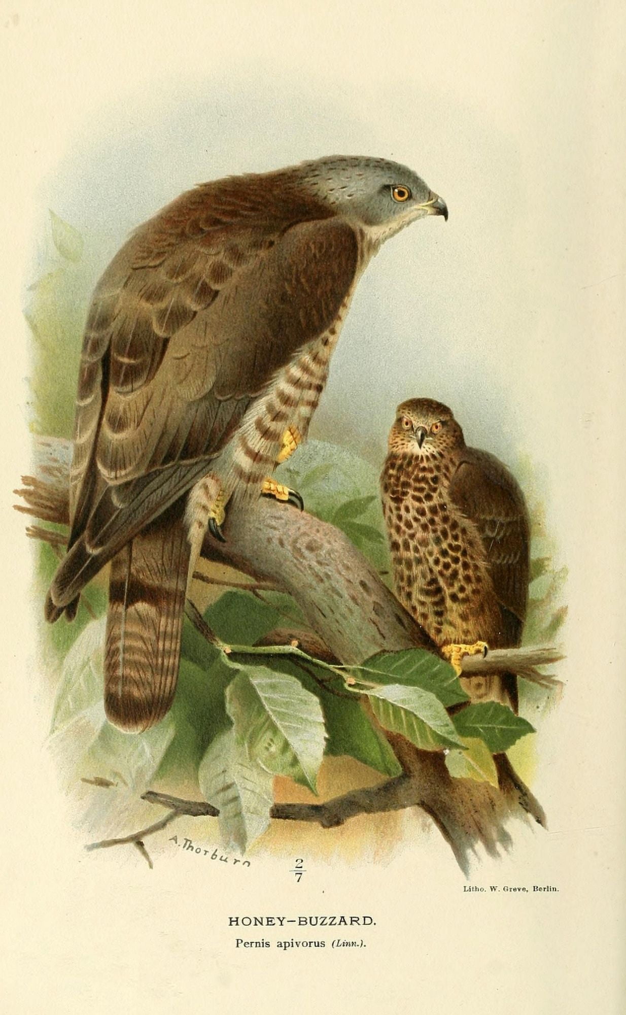 Birds of the British Islands 1885 Buzzard Honey 1 Canvas Art - Archibald Thorburn (24 x 36)