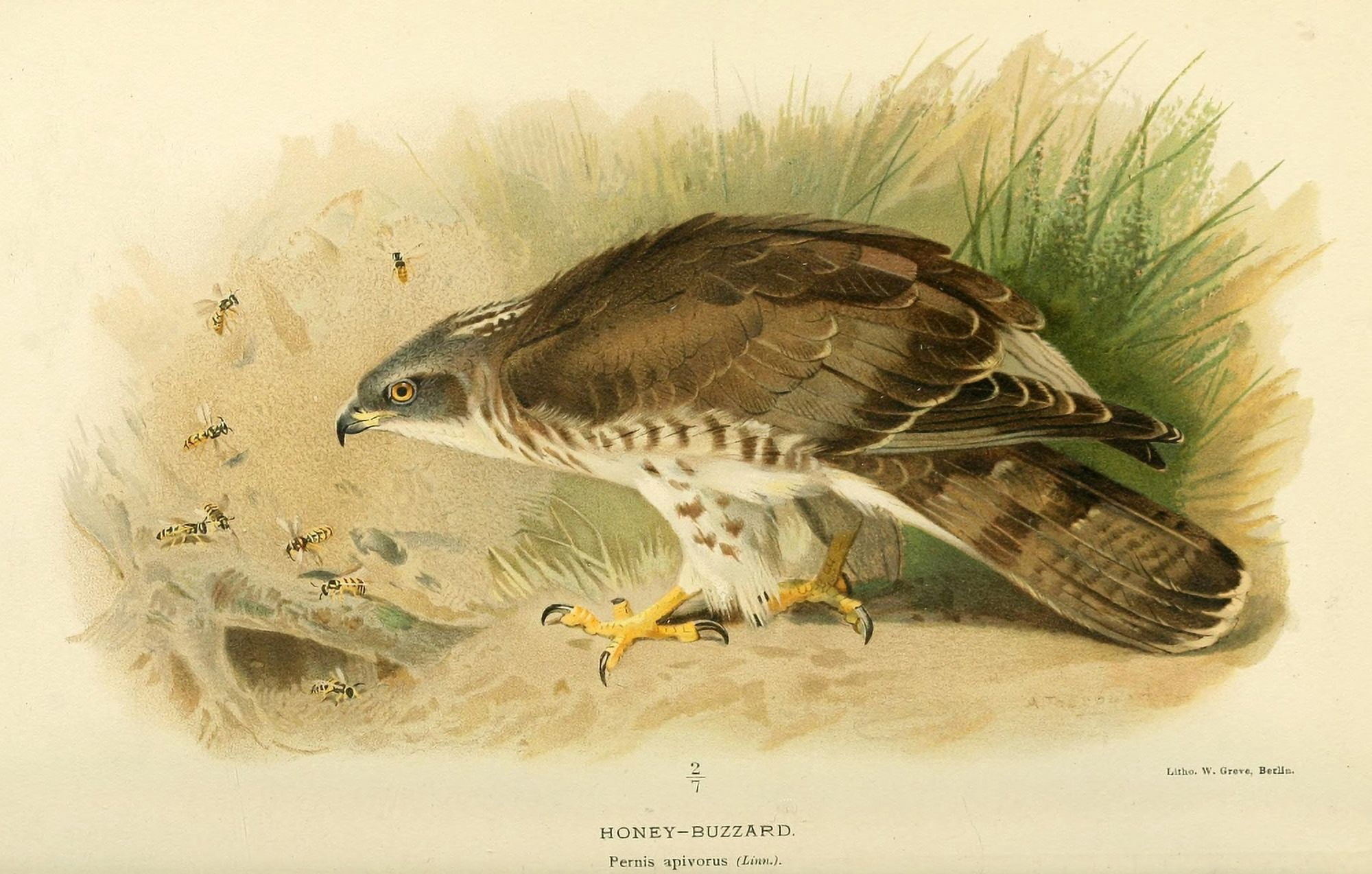Birds of the British Islands 1885 Buzzard Honey 2 Canvas Art - Archibald Thorburn (18 x 24)