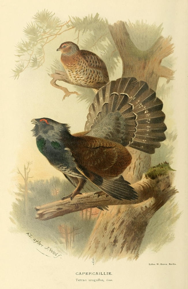 Birds of the British Islands 1885 Capercaillie Canvas Art - Archibald Thorburn (24 x 36)