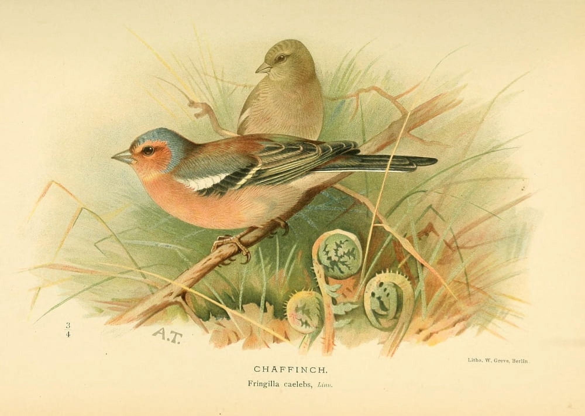 Birds of the British Islands 1885 Chaffinch Canvas Art - Archibald Thorburn (24 x 36)