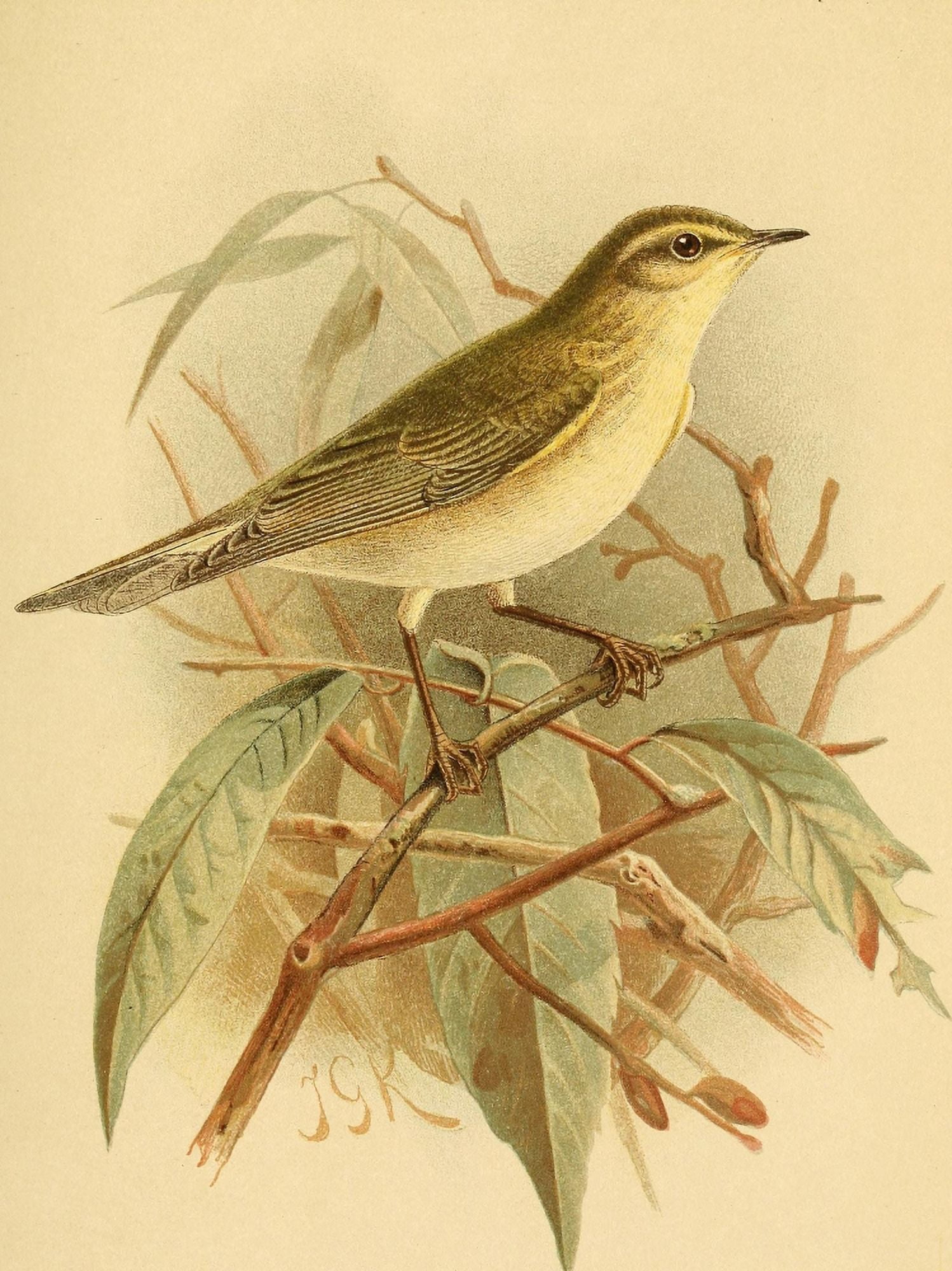 Birds of the British Islands 1885 Chiffchaff Canvas Art - John G Keulemans (24 x 36)