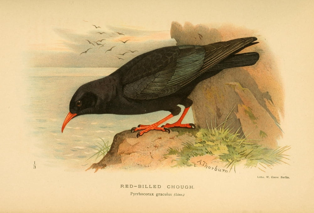 Birds of the British Islands 1885 Chough Red-billed Canvas Art - Archibald Thorburn (24 x 36)