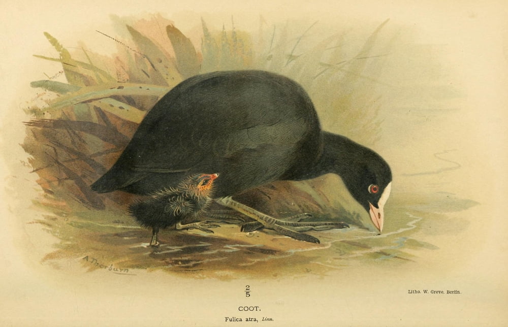 Birds of the British Islands 1885 Coot Canvas Art - Archibald Thorburn (24 x 36)