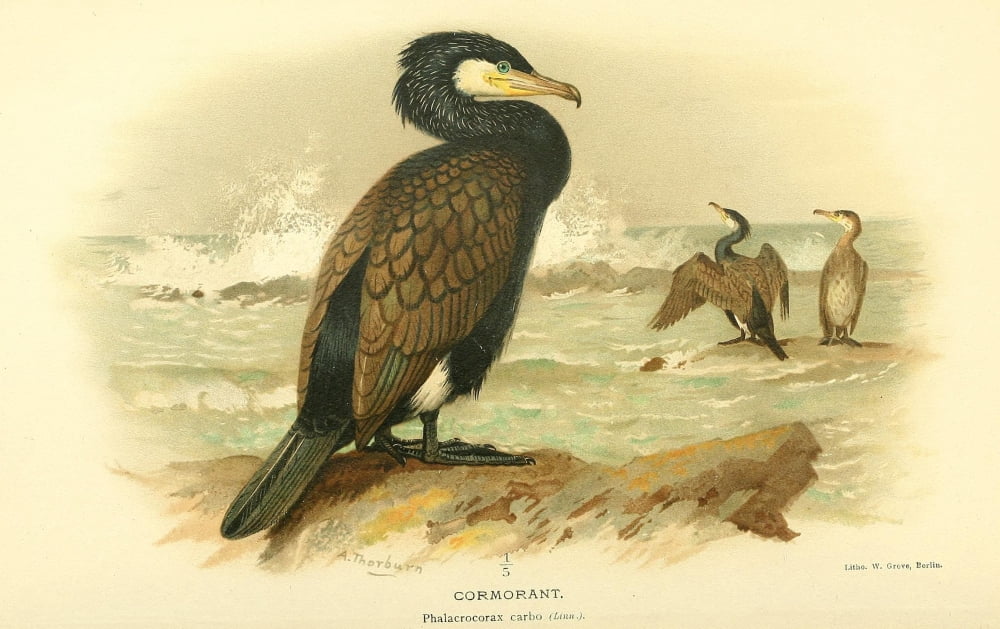 Birds of the British Islands 1885 Cormorant Canvas Art - Archibald Thorburn (24 x 36)