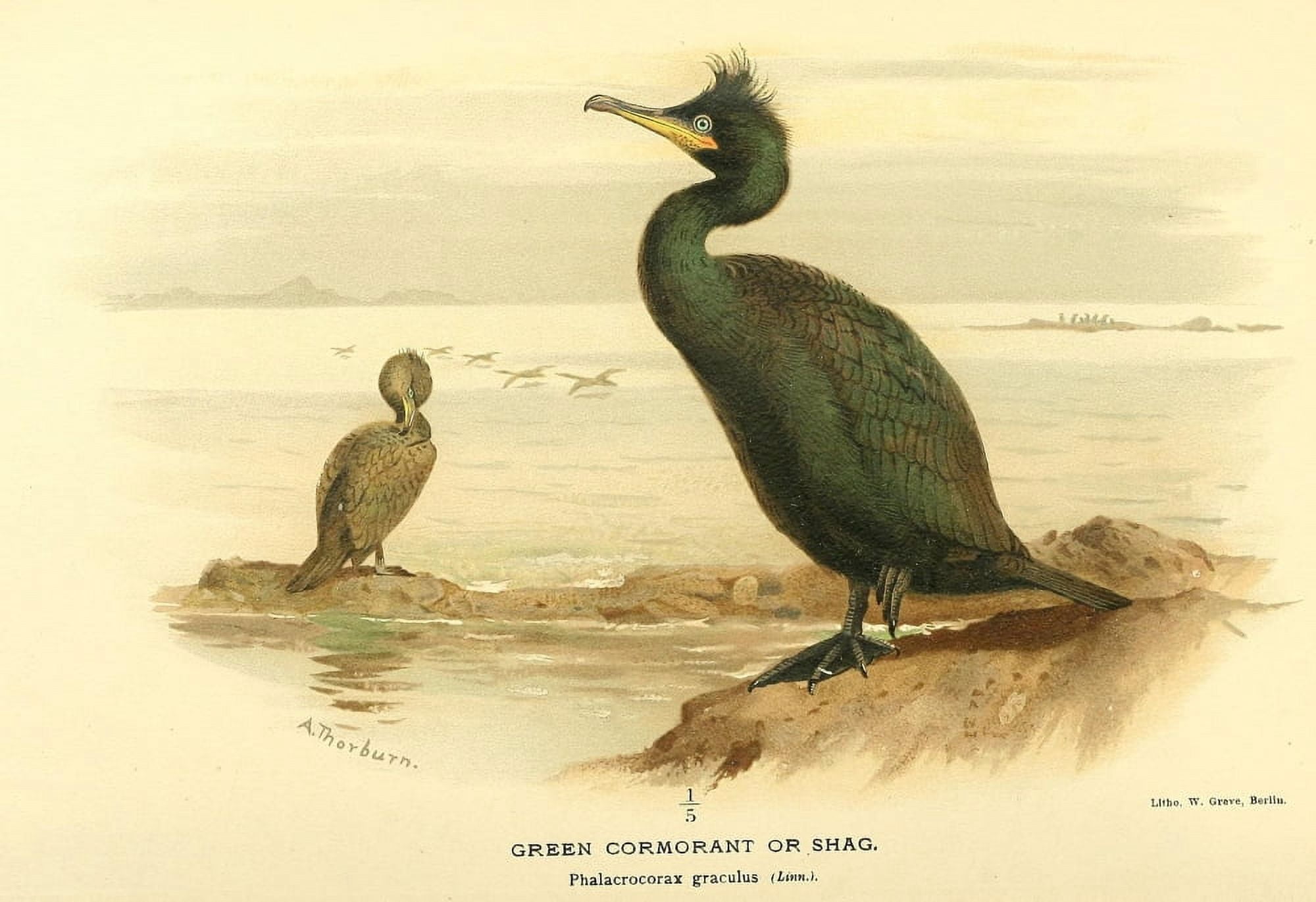 Birds of the British Islands 1885 Cormorant Green Canvas Art - Archibald Thorburn (24 x 36)
