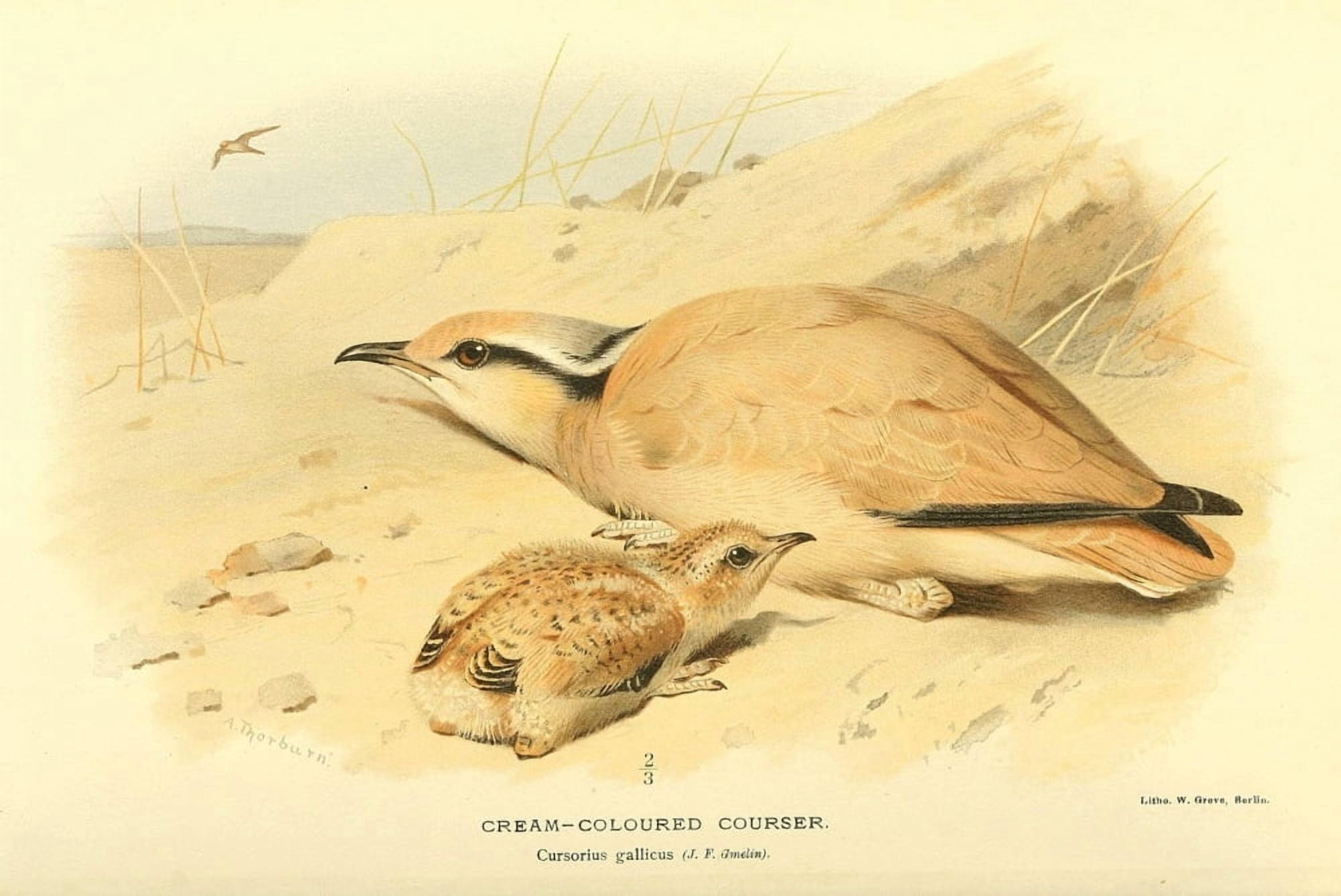 Birds of the British Islands 1885 Courser Cream-coloured Canvas Art - Archibald Thorburn (24 x 36)