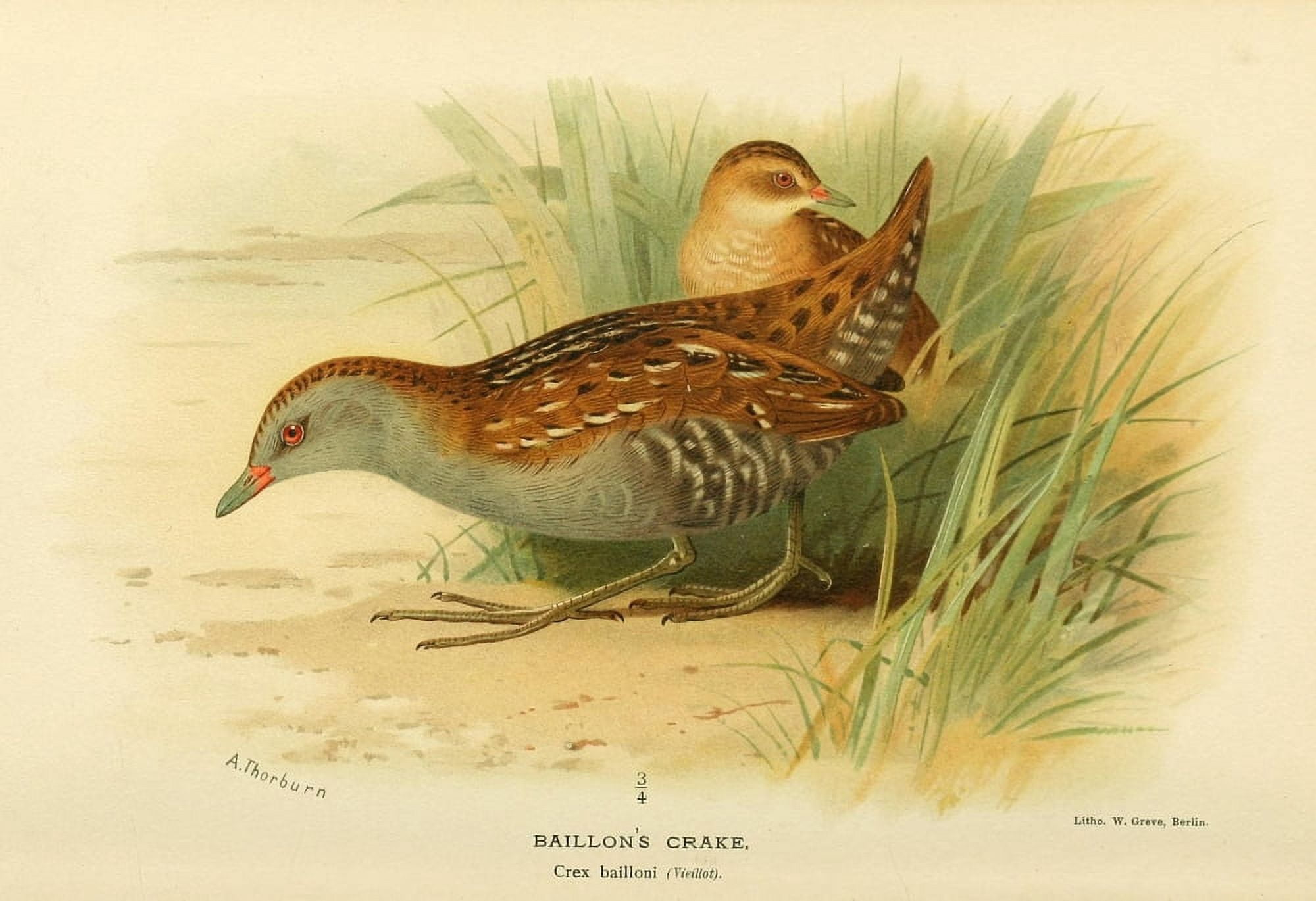 Birds of the British Islands 1885 Crake Baillons Canvas Art - Archibald Thorburn (24 x 36)