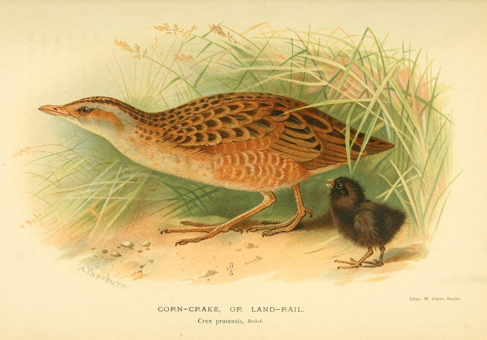 Birds of the British Islands 1885 Crake Corn Canvas Art - Archibald Thorburn (24 x 36)