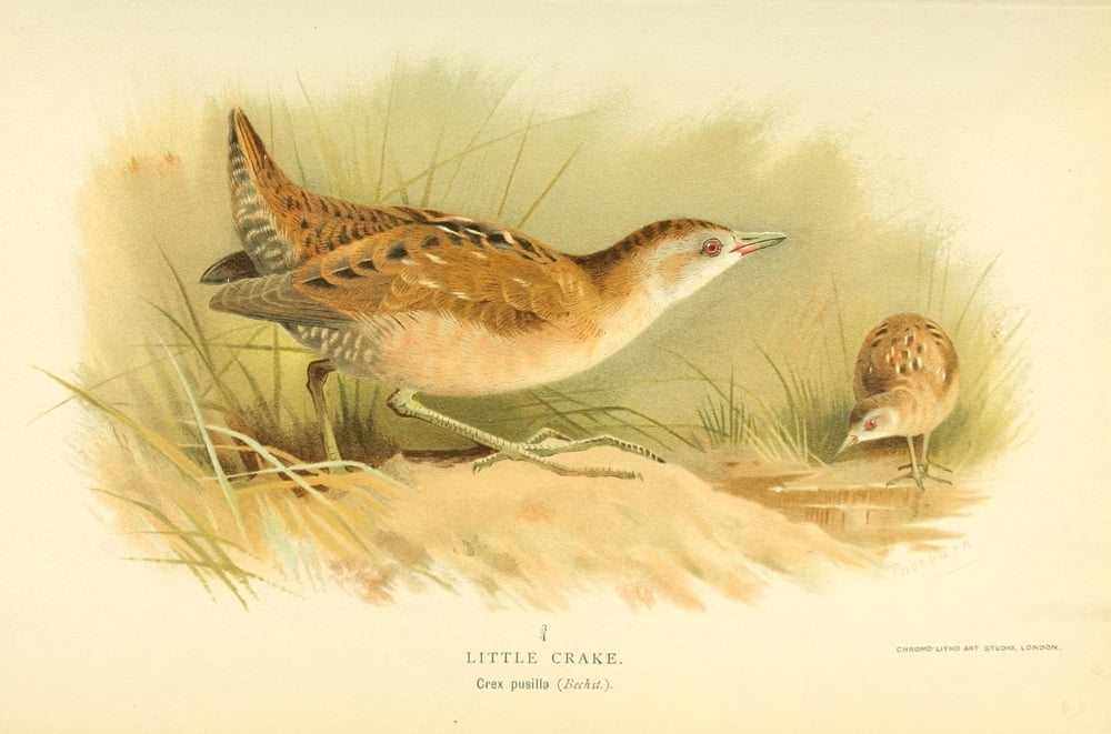 Birds of the British Islands 1885 Crake Little 1 Canvas Art - Archibald Thorburn (24 x 36)