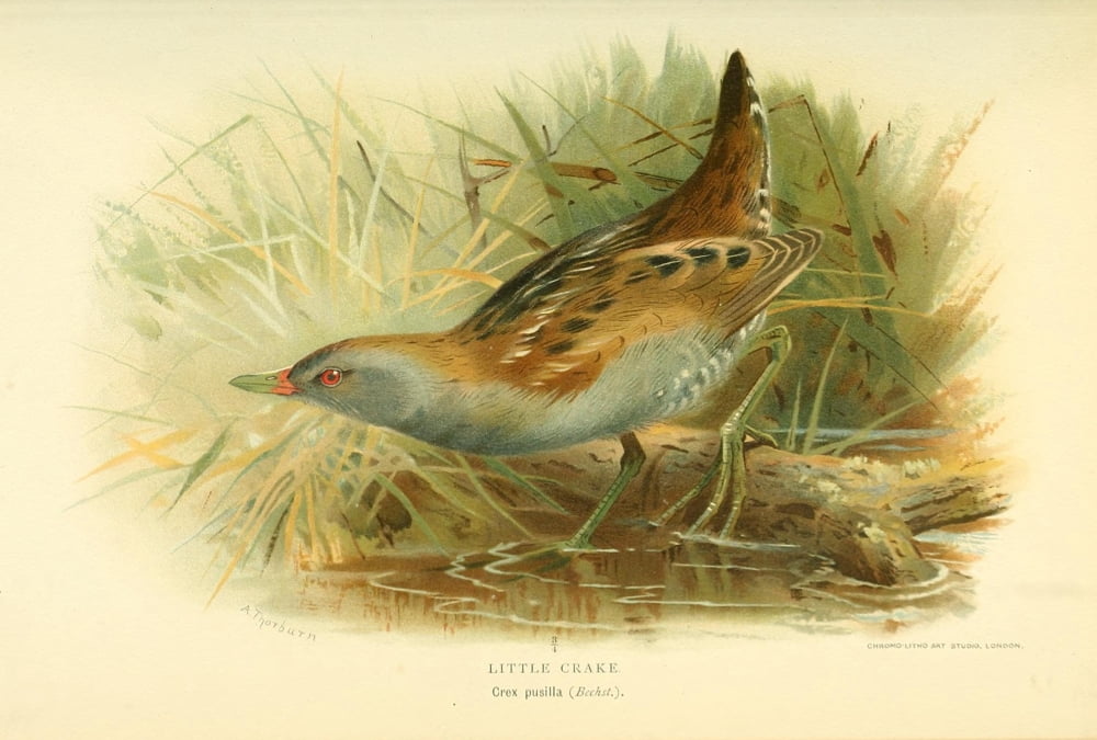 Birds of the British Islands 1885 Crake Little 2 Canvas Art - Archibald Thorburn (18 x 24)
