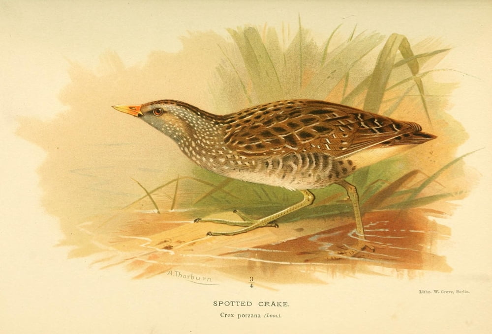 Birds of the British Islands 1885 Crake Spotted Canvas Art - Archibald Thorburn (24 x 36)