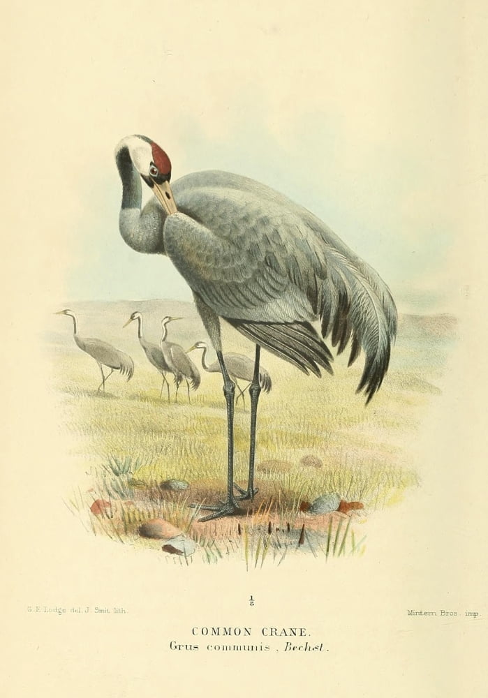 Birds of the British Islands 1885 Crane Common Canvas Art - Joseph Smit (24 x 36)