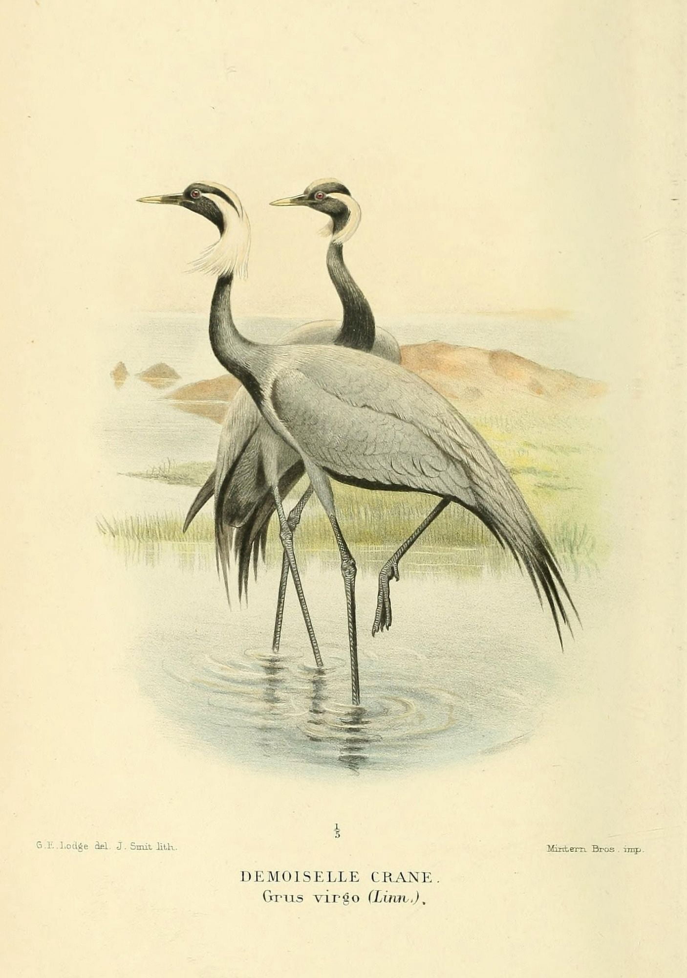 Birds of the British Islands 1885 Crane Demoiselle Canvas Art - Joseph Smit (18 x 24)