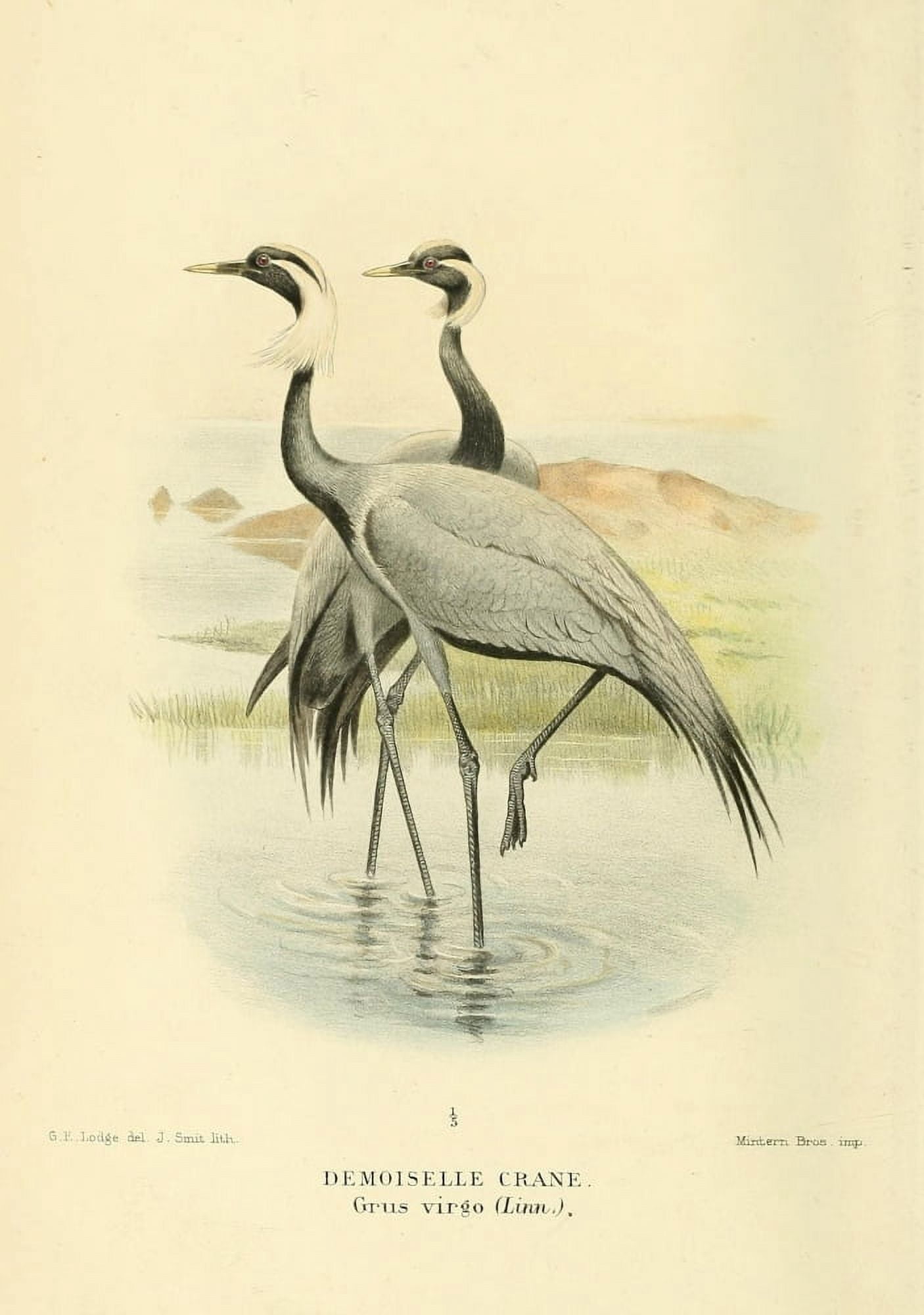 Birds of the British Islands 1885 Crane Demoiselle Canvas Art - Joseph Smit (24 x 36)