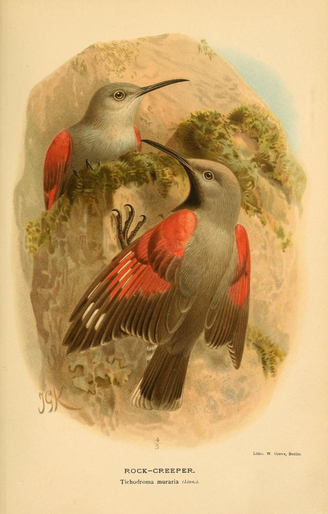 Birds of the British Islands 1885 Creeper Rock Canvas Art - John G Keulemans (24 x 36)