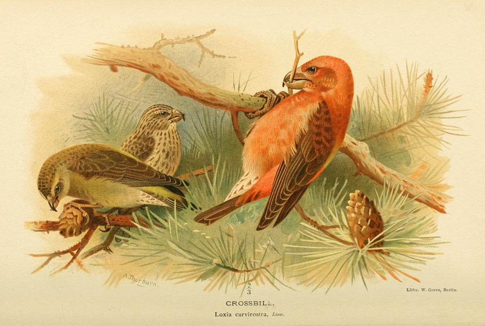 Birds of the British Islands 1885 Crossbill Canvas Art - Archibald Thorburn (18 x 24)