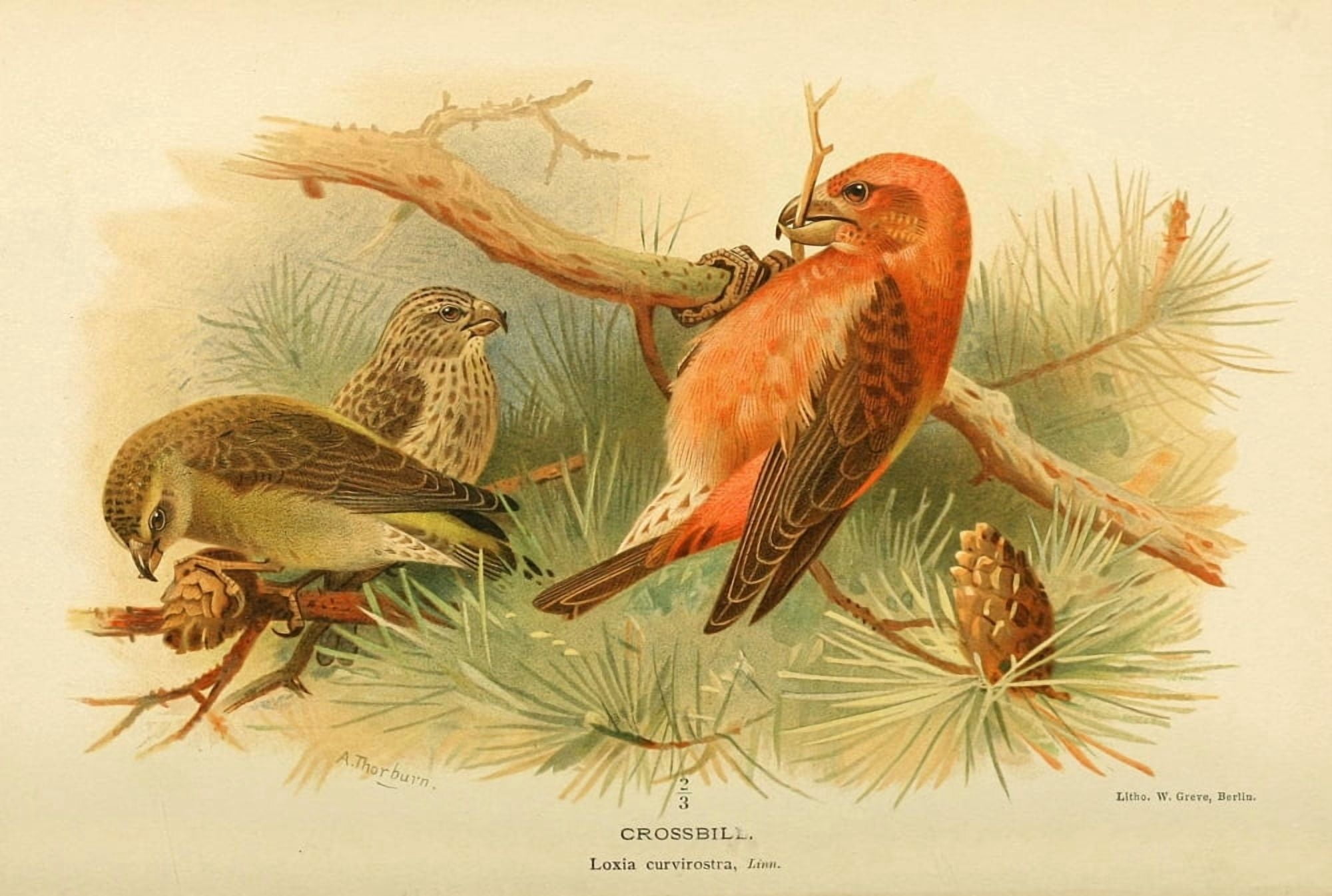Birds of the British Islands 1885 Crossbill Canvas Art - Archibald Thorburn (24 x 36)