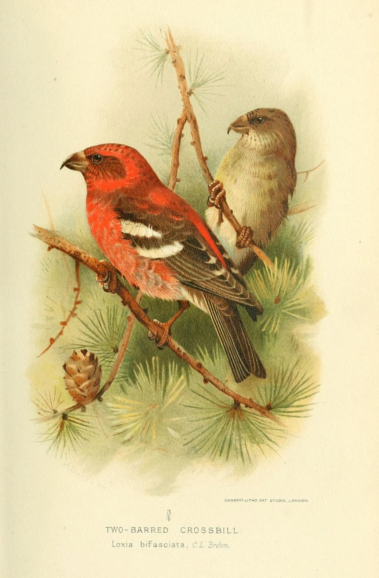 Birds of the British Islands 1885 Crossbill Two-barred Canvas Art - John G Keulemans (18 x 24)