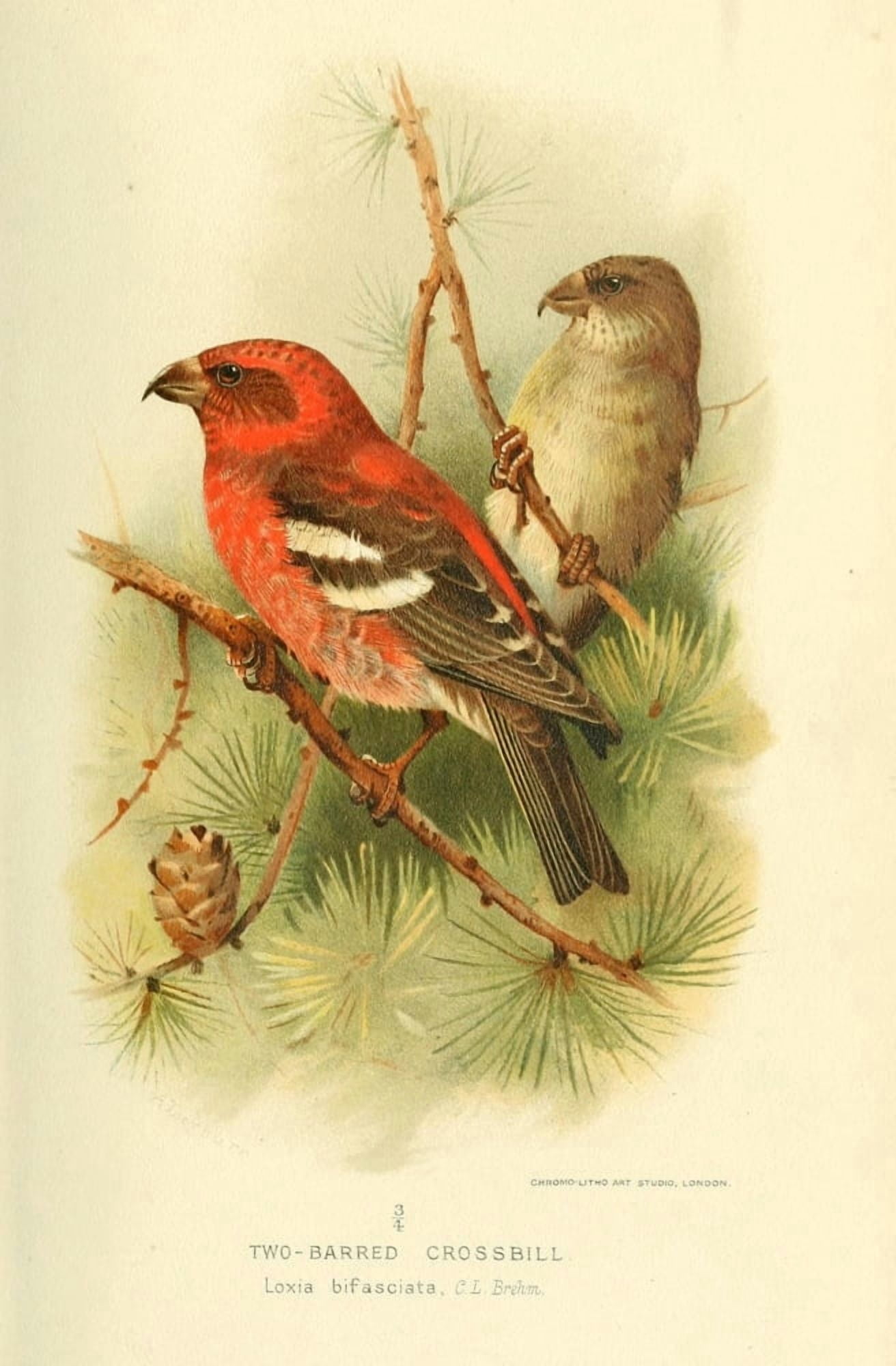 Birds of the British Islands 1885 Crossbill Two-barred Canvas Art - John G Keulemans (24 x 36)