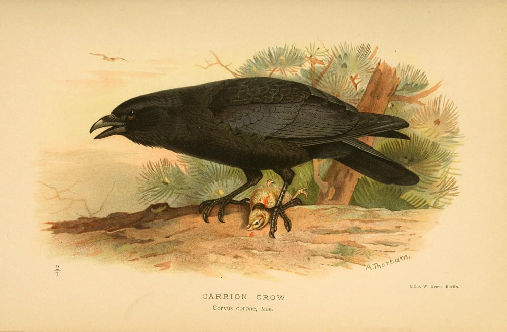 Birds of the British Islands 1885 Crow Carrion Canvas Art - Archibald Thorburn (18 x 24)