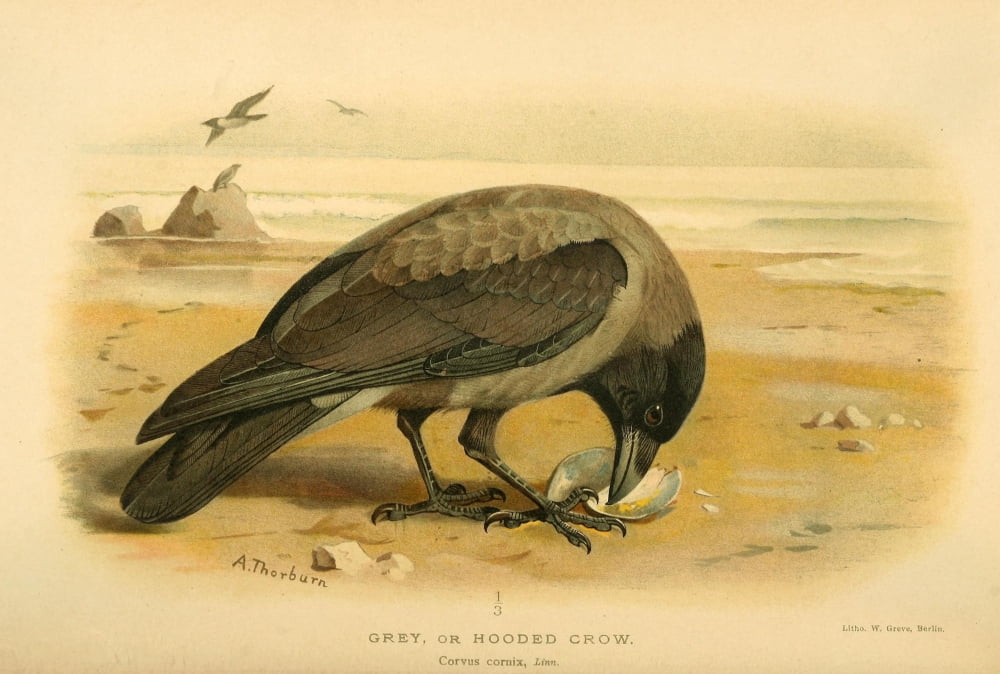 Birds of the British Islands 1885 Crow Grey or Hooded Canvas Art - Archibald Thorburn (24 x 36)