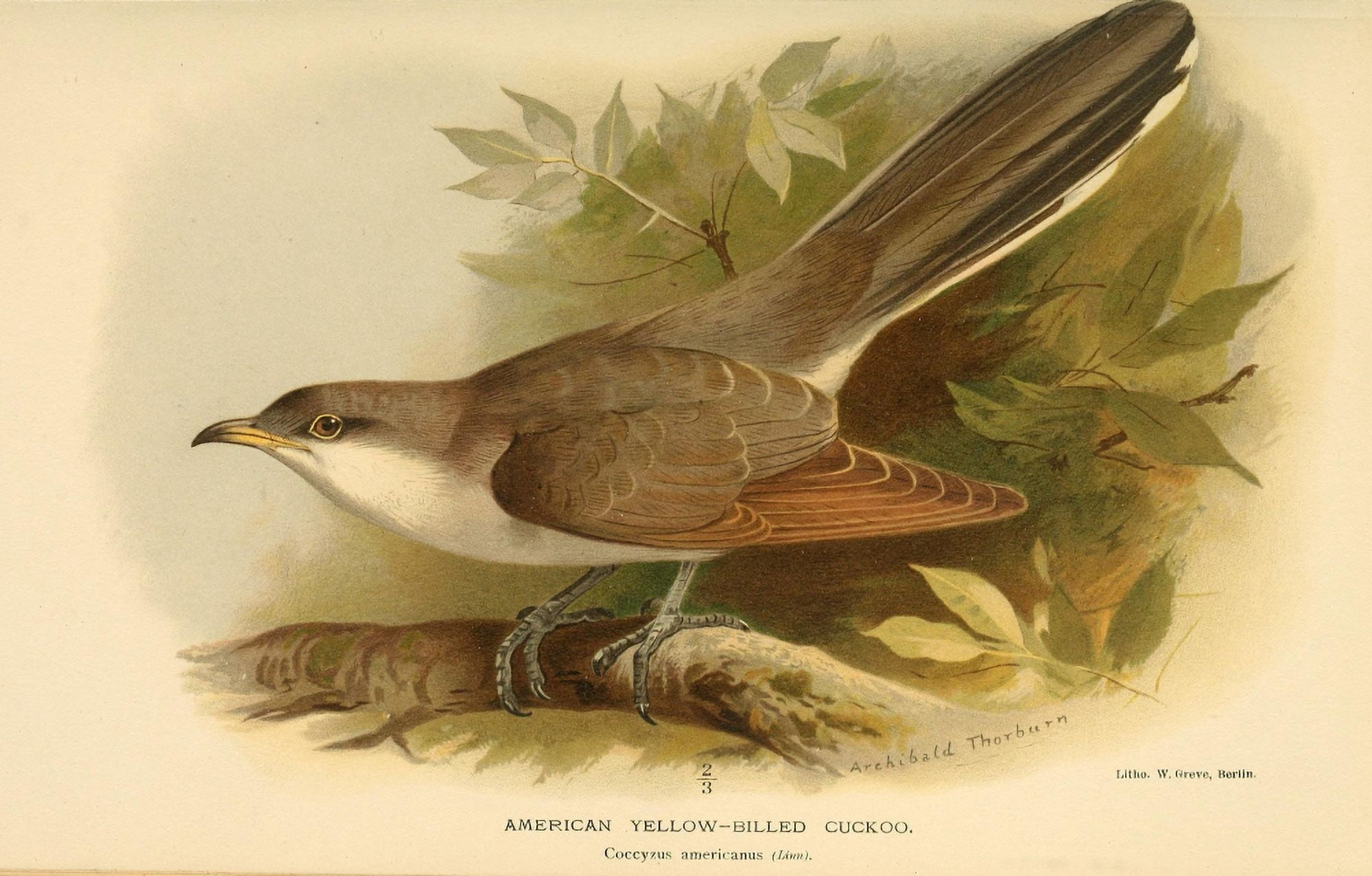 Birds of the British Islands 1885 Cuckoo American Yellow-billed Canvas Art - Archibald Thorburn (18 x 24)