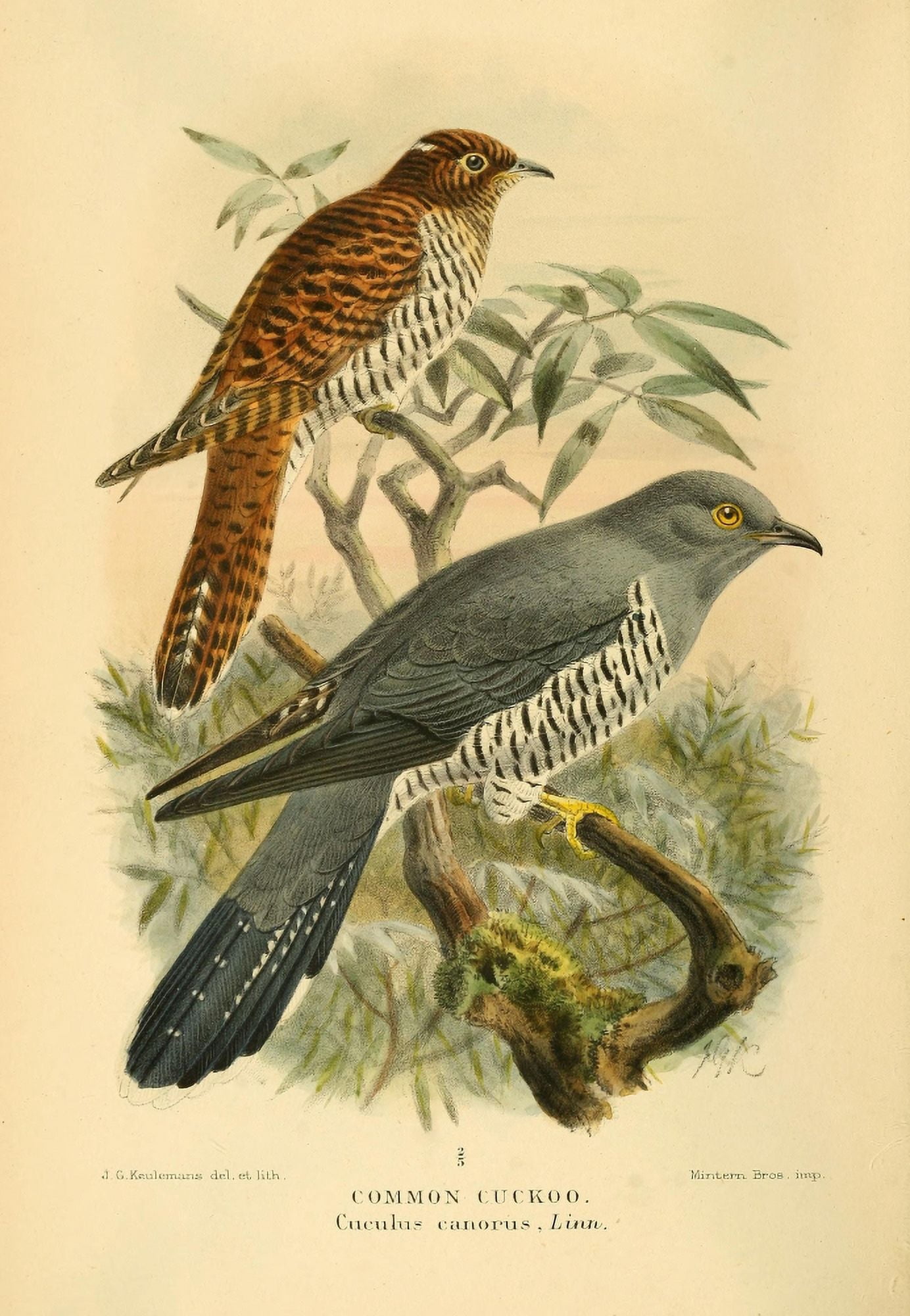 Birds of the British Islands 1885 Cuckoo Common Canvas Art - John G Keulemans (24 x 36)