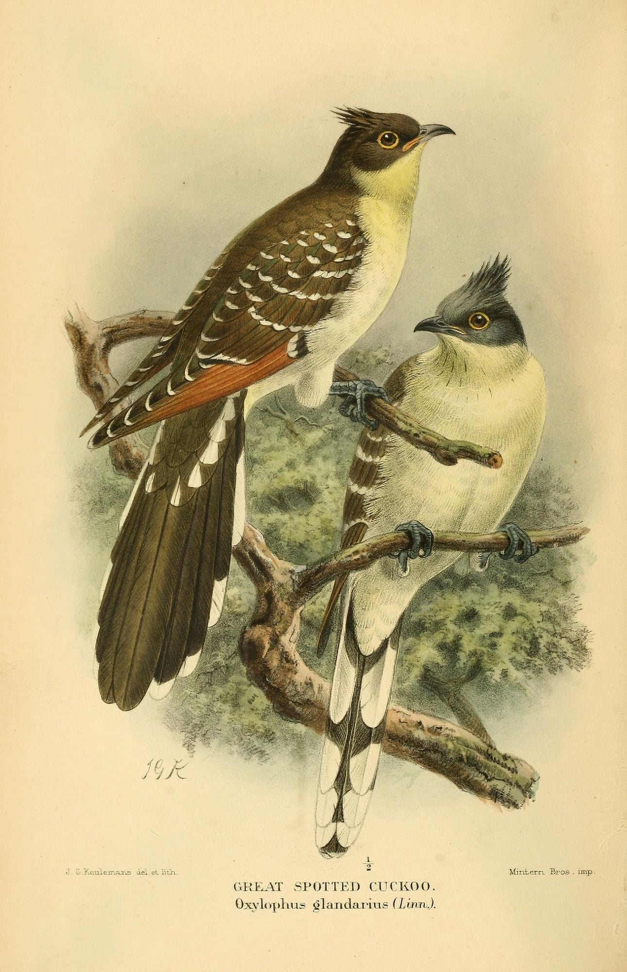 Birds of the British Islands 1885 Cuckoo Great Spotted Canvas Art - John G Keulemans (18 x 24)