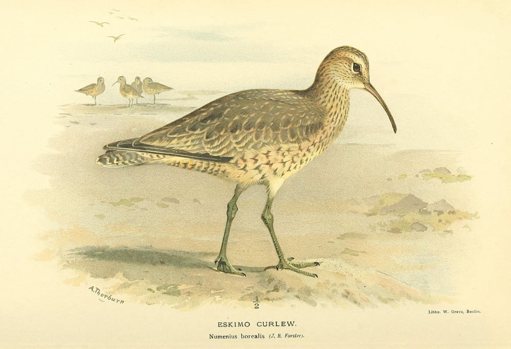 Birds of the British Islands 1885 Curlew Eskimo Canvas Art - Archibald Thorburn (18 x 24)
