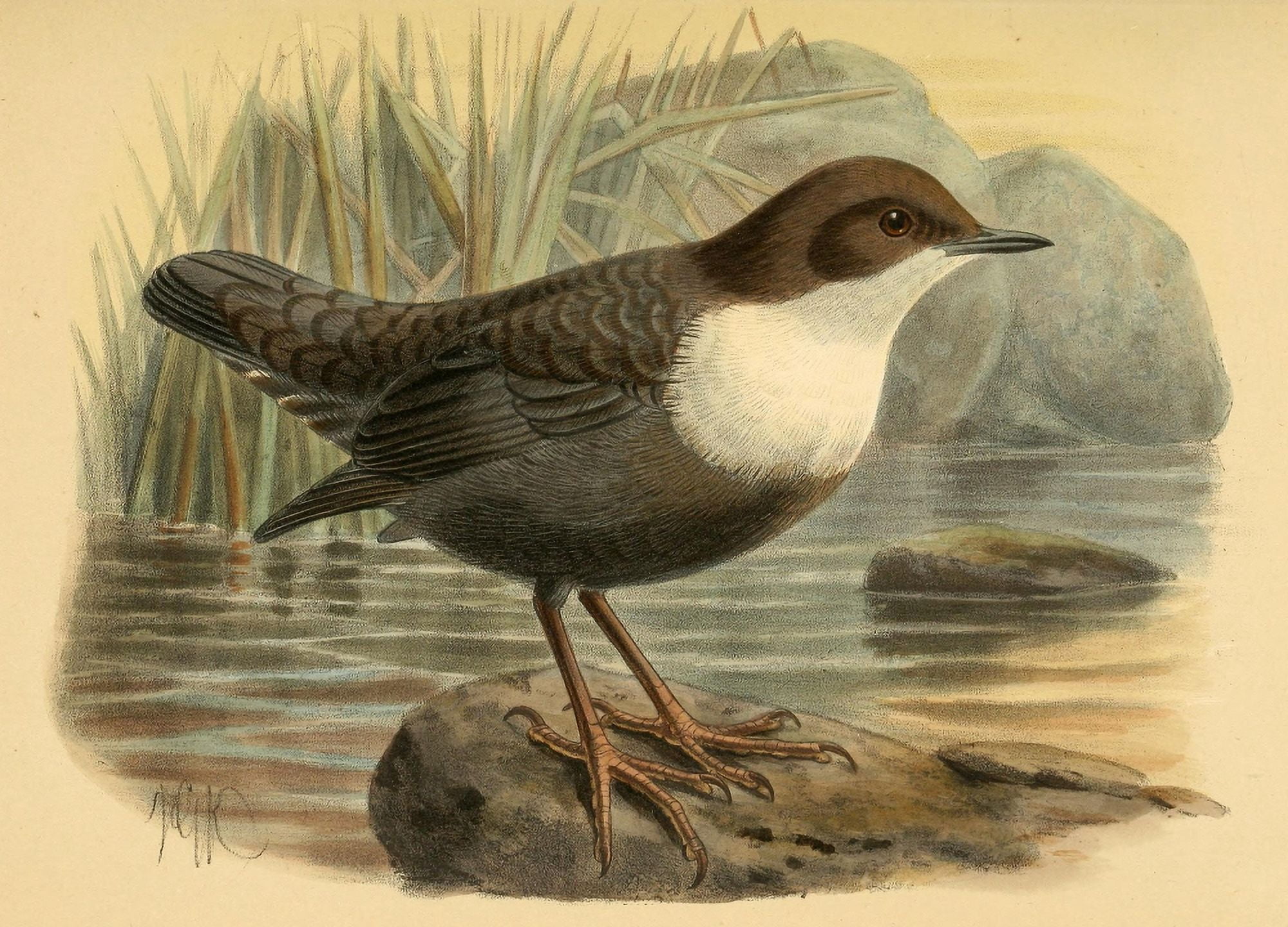 Birds of the British Islands 1885 Dipper Black-bellied Canvas Art - John G Keulemans (18 x 24)